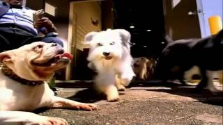 Baha Men - Who Let the Dogs Out [HD|1080P]