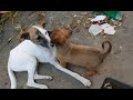 Mother Dog Stray Pups Eating Semolina Dessert Milk Sweets Raw Chicken Feet Tiny Pup Drinks Milk Usa
