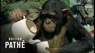 Download lagu Chimps' Tea Party (1955) mp3 Download lagu Chimps' Tea Party (1955) mp3