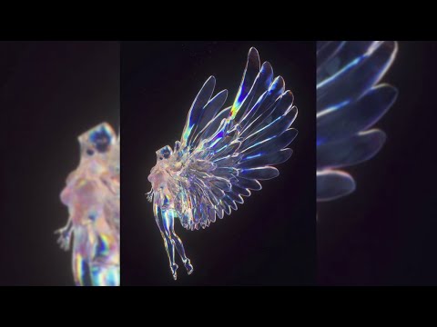 [FREE FOR PROFIT] Hyperpop x Synthpop x Grimes Type Beat - "fairy"