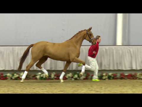 14  Donna Clara Stute v. Don Nobless - Rousseau (ex:Rambo)