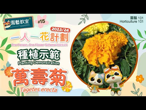 【園藝101】園藝教室#15 :一人一花計劃 2023/24 - 種植示範: 萬壽菊 OPOFS 2023/24 - Planting Demonstration: Tagetes erecta