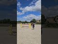 Ruin Franse rijpony PFS Te koop 2017 Donker bruin / bai , Lennicha de Florys