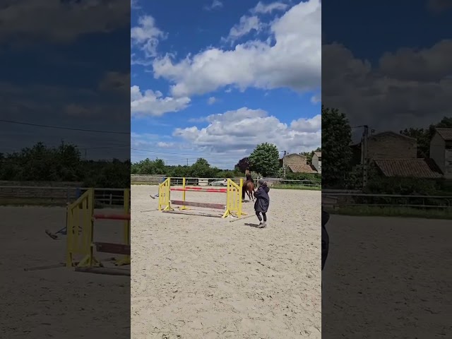 Ruin Franse rijpony PFS Te koop 2017 Donker bruin / bai ,  Lennicha de Florys