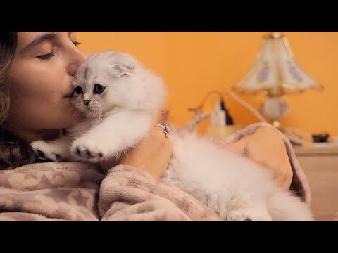 Kitten Cries When She Can't Catch The Mouse | Little Gushka