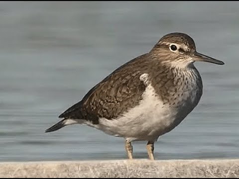 ANDARRÍOS CHICO | COMMON SANDPIPER | Actitis hyp