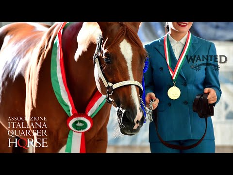 AIQH - Fall Western Show PART1