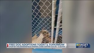 Free dog adoptions Friday & Saturday at Bakersfield Animal Care Center