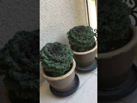 Ornamental Kale | Brassica Oleracea Acephala 🔥🔥😍