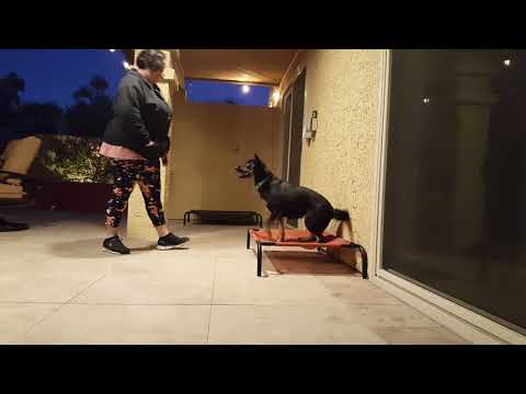 Clicker Training a Place Cue