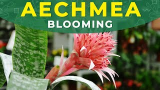 Make Aechmea Fasciata Bloom Again! | Flower development, care