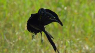 Widowbird Jumping Competition - Planet Earth II