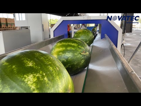 Novatec S.A. - Cleaning, Sorting & Packing Line for Watermelons