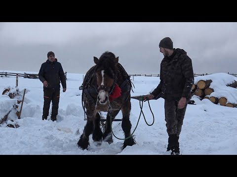 Armasarii lui Mircea de la Marisel, Cluj - 2026 Nou!!!