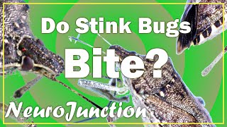 Do Stink Bugs bite Learn some stuff about Stink Bugs!