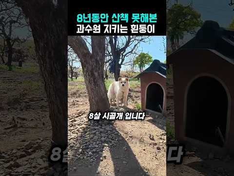 8년째 산책 한 번 못 간 과수원 지킴이 개 흰둥이 #강아지 #시골개 #shorts #trending