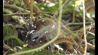 Download lagu Lyrebird goes crazy mimicking mp3