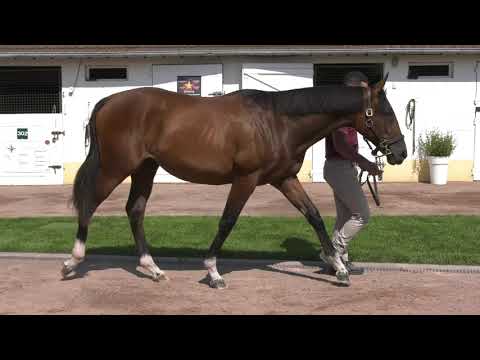 2021 August Yearling Sale - Lo 111 f. RIBCHESTER x VENETIAS DREAM