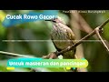 Masteran cucak rowo gacor | Kicau Burung Mp3