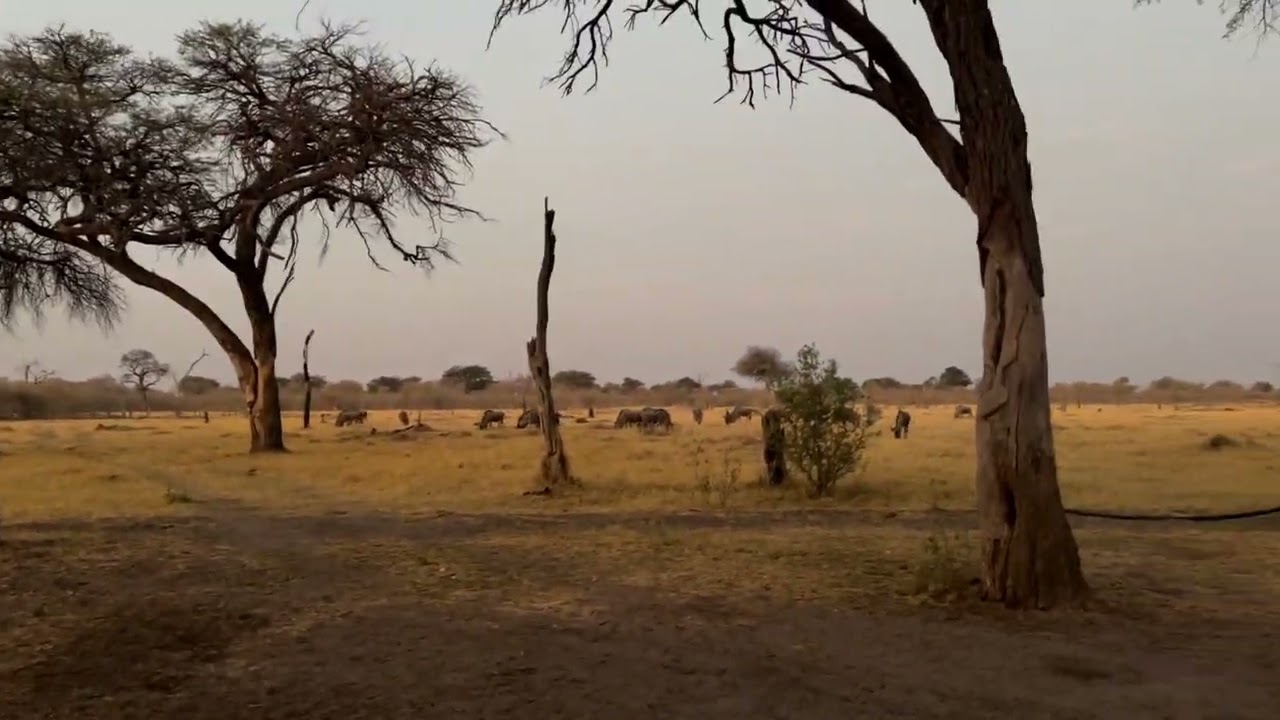 Magotho Camp 2 overrun with wildlife
