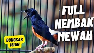 Download lagu MURAI BATU GACOR FULL ISIAN TEMBAKAN MEWAH SANGAT AMPUH MELATIH MURAI BATU BONGKAR ISIAN mp3