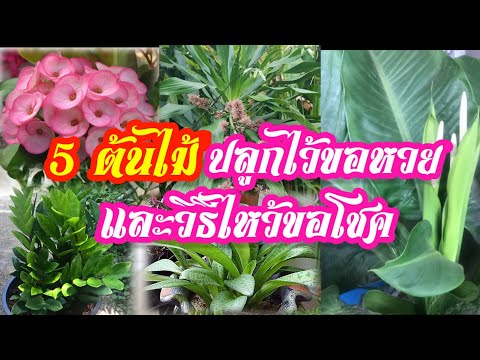 หวย