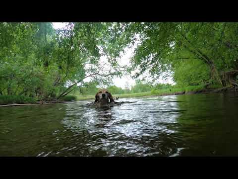 River Dogs โ RiverBottom Beagles River Dogs โ RiverBottom Beagles