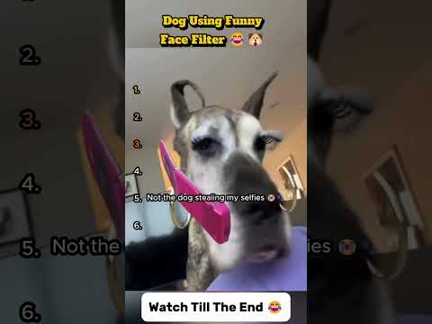 Dog Using Funny Face Filter 😂🐶 | Funniest Dog Facial Expressions Ever!