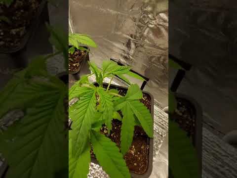 HOW TO FIM🪴 OR TOP🌱 YOUR PLANT / THE DIFFERENCE BETWEEN THE 2!!