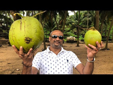 image-How big do coconut retrievers get?