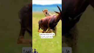 في اللحظات الأخيرة.. الفهد يواجه قوة غير متوقعة#shorts