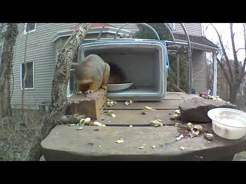 Squeak is a happy barking squirrel 🐿️