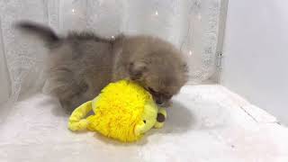 ハーフ犬の動画01