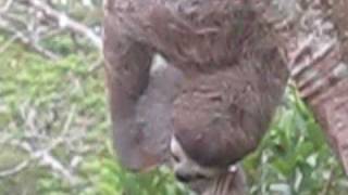 preview picture of video 'Gamboa, Panama - The Sloth Factor'