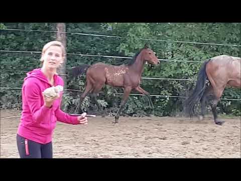 TH Fritz geb 2017 von Franklin x Camposanto x Franziska