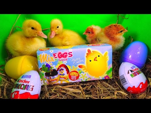 Live chickens and Ducks opening Kinder Surprise Eggs Easter Edition Toys for kids by TheSurpriseEggs Video