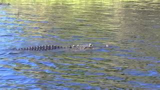 preview picture of video 'Air Boat ride, Myakka River State Park'