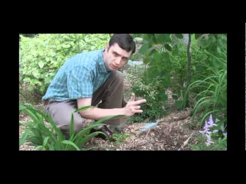 How to Plant Hardy Cyclamen