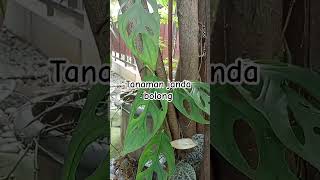 Download lagu Tanaman janda bolong dulu sempat viral #kangdedymulyadi #pertanian #tanamanhias mp3 Download lagu Tanaman janda bolong dulu sempat viral #kangdedymulyadi #pertanian #tanamanhias mp3
