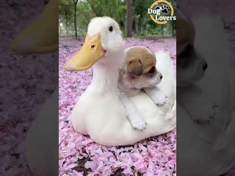 Dog lovers status video🌟✨🥰🥰🥳🤩😍😍