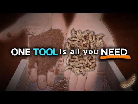 Verwendung von Sieben zum Trennen der Larven der Schwarzen Soldatenfliege vom Kot: BSF-Landwirtsc...