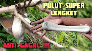 Download lagu Cara Membuat Pulut Burung Super Lengket Anti Gagal mp3