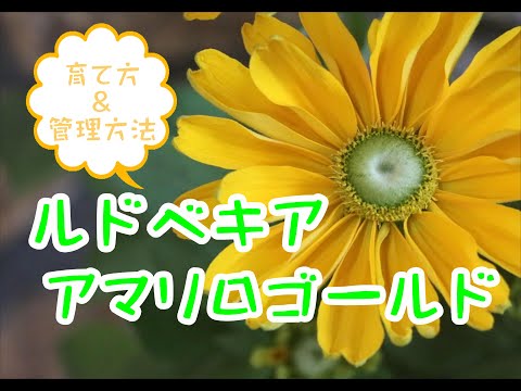ルドベキアは耐寒性がありますか? 植物