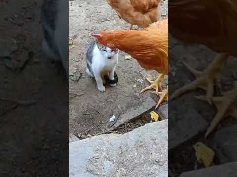 #dakshahindustani11 Daksha hindustani 11 #petanimals #shorts Please subscribe and support me 🙏