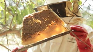 TUNADO'S Full Guide to Harvesting Honey In Karamojja Region - Uganda