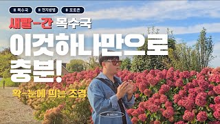 새빨간 목수국 만드는 전지법! 눈길을 바로 사라잡는 시그니처 식물 카페에서도 즐겨보세요~!