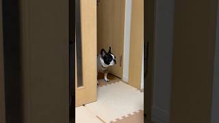 愛犬は寒い事を知らない☃️