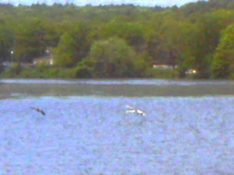 Swan dad chases goose across Ell Pond  Melrose , Ma
