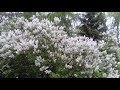 Enya One By One 1 Hour Music