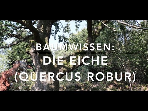 Die Eiche - Baumwissen